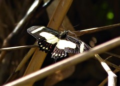 Heraclides torquatus