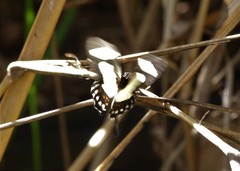 Heraclides torquatus