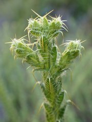 Cullumia reticulata