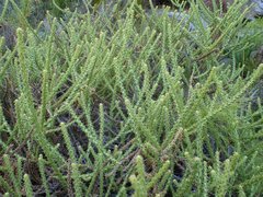 Cullumia reticulata