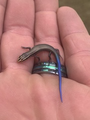 Plestiodon tetragrammus brevilineatus