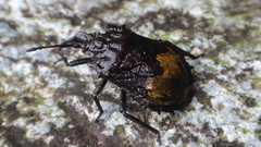 Megymenum brevicorne