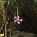 Dianthus pendulus - Photo (c) Yuval, μερικά δικαιώματα διατηρούνται (CC BY-NC), uploaded by Yuval