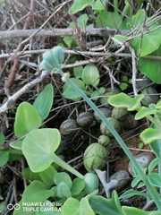 Baculellum articulatum