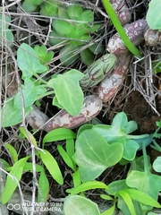 Baculellum articulatum