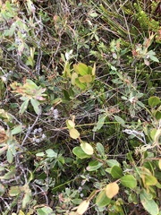 Kalmia polifolia