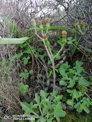 Baculellum articulatum