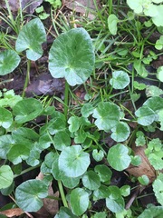 Ficaria verna