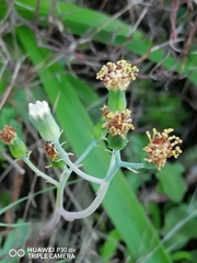 Baculellum articulatum