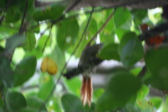 Synallaxis gujanensis