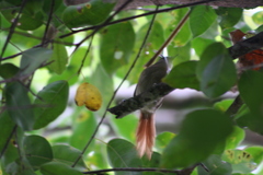 Synallaxis gujanensis