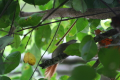 Synallaxis gujanensis