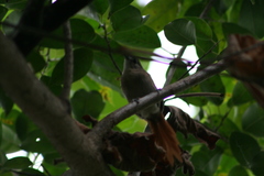 Synallaxis gujanensis