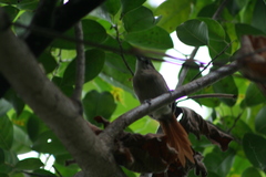 Synallaxis gujanensis