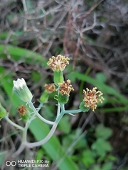 Baculellum articulatum