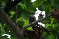 Synallaxis gujanensis