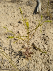 Cordylanthus wrightii