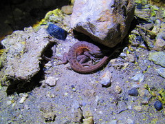 Sceloporus subniger