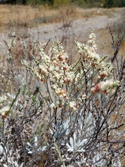 Eriogonum wrightii trachygonum