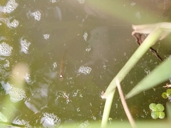 Aplocheilus lineatus