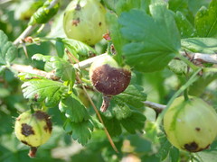 Podosphaera mors-uvae