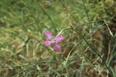 Dianthus pendulus