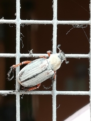 Macrodactylus mexicanus