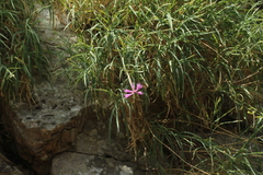 Dianthus pendulus