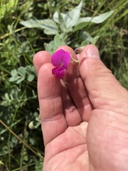 Tephrosia lindheimeri