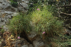 Dianthus pendulus