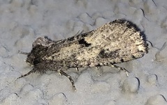 Acrolophus pyramellus
