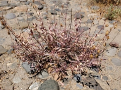 Penstemon azureus azureus