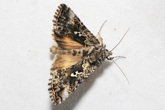 Syngrapha octoscripta