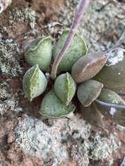 Adromischus cristatus