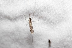 Anopheles punctipennis