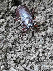 Prionus laticollis
