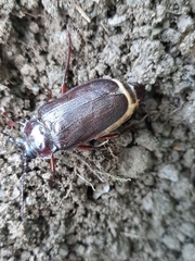 Prionus laticollis