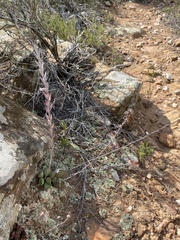 Adromischus cristatus