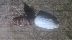 Cyphochilus apicalis