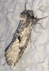Acrolophus pyramellus