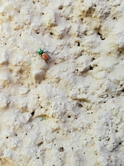 Salticus peckhamae