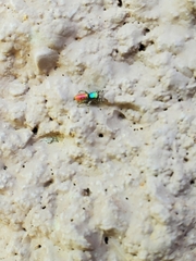 Salticus peckhamae