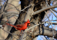 Cardinalis cardinalis