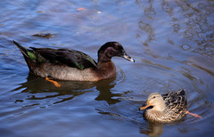 Anas platyrhynchos domesticus