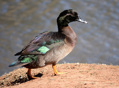 Anas platyrhynchos domesticus