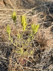 Cordylanthus ramosus