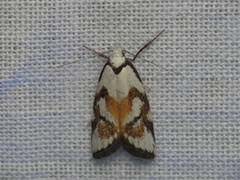 Cosmaresta anarrecta