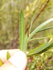 Salix melanopsis