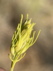 Cordylanthus ramosus