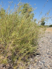 Salix melanopsis